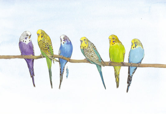 402 Budgies
