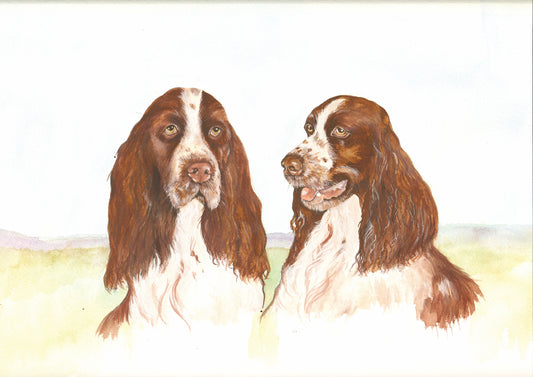 409 Springer Spaniels