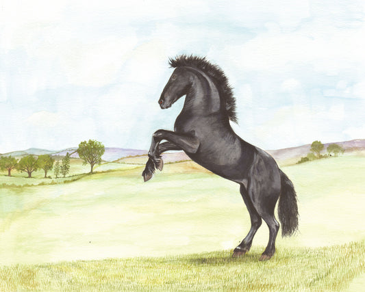 411 Black Horse