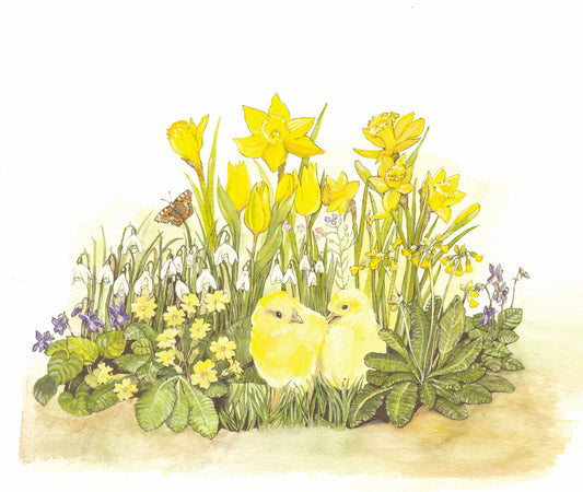 413 Spring Chicks and Daffodils