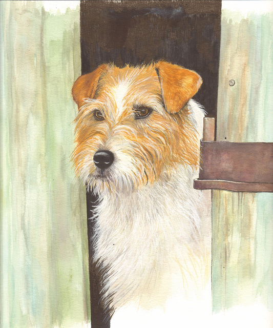 417  Curious Jack Russell