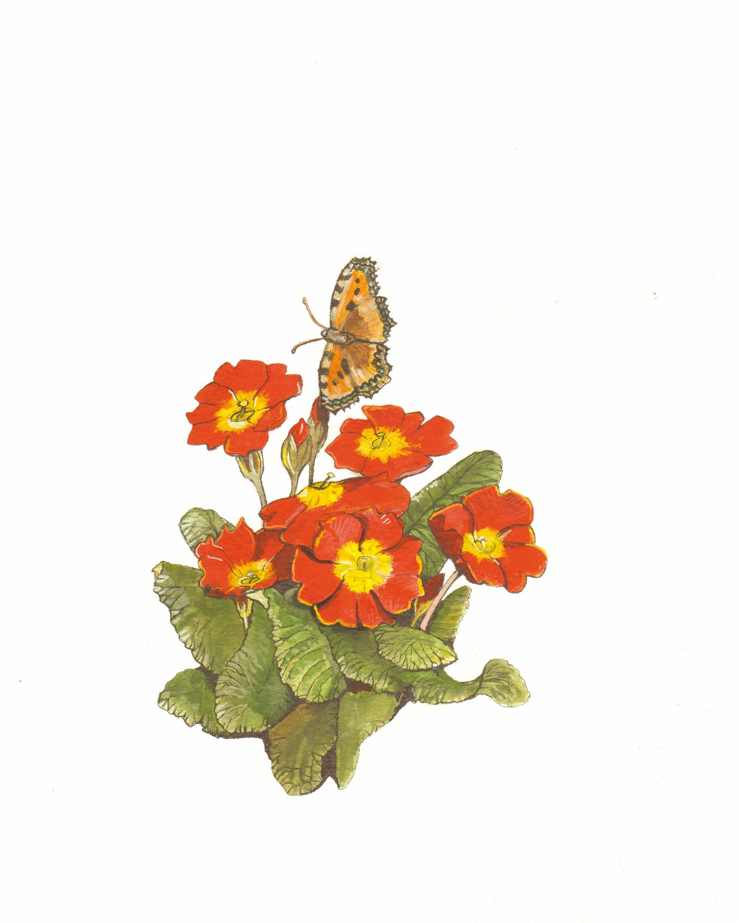 419 Primula