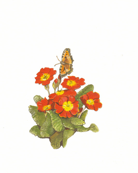 419 Primula