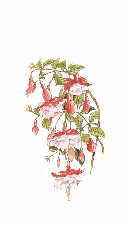 420 Fuchsia