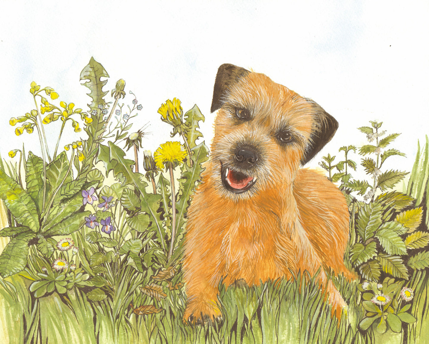 422 Border Terrier