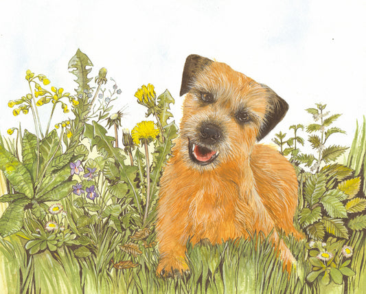 422 Border Terrier