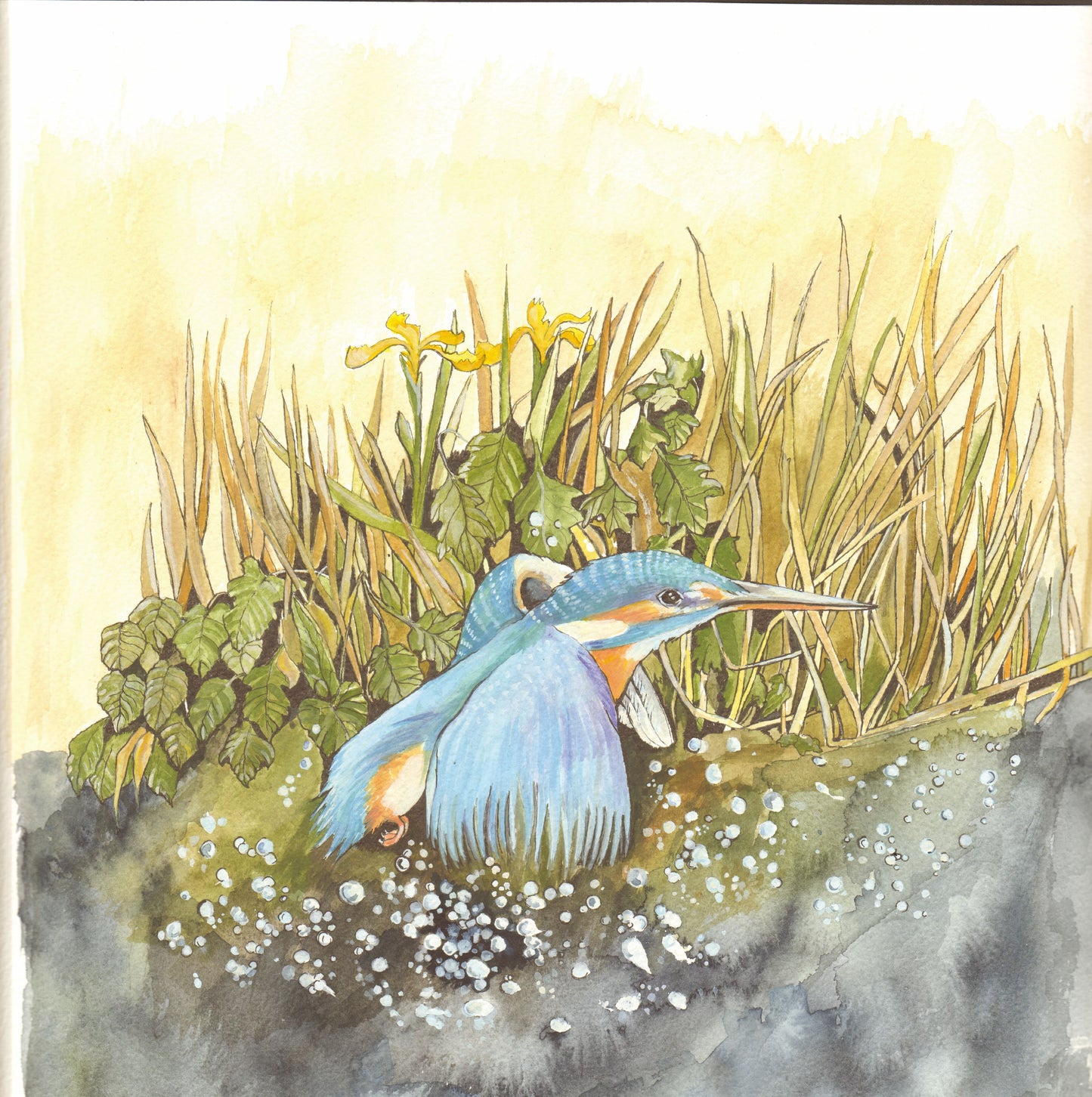 427 Kingfisher Diving