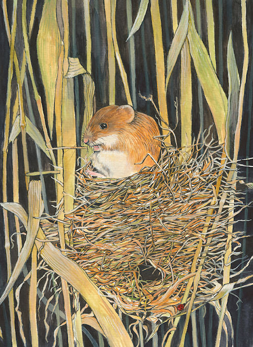 429 Field Mouse Nesting