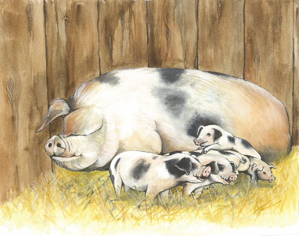 453 GLOUCESTER OLD SPOT PIG