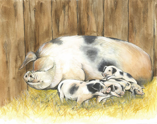 453 GLOUCESTER OLD SPOT PIG