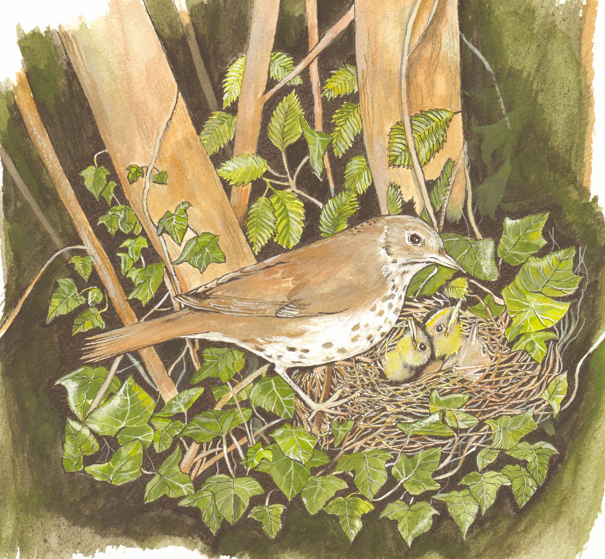 457 THRUSH