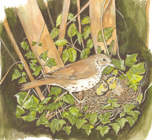 457 THRUSH