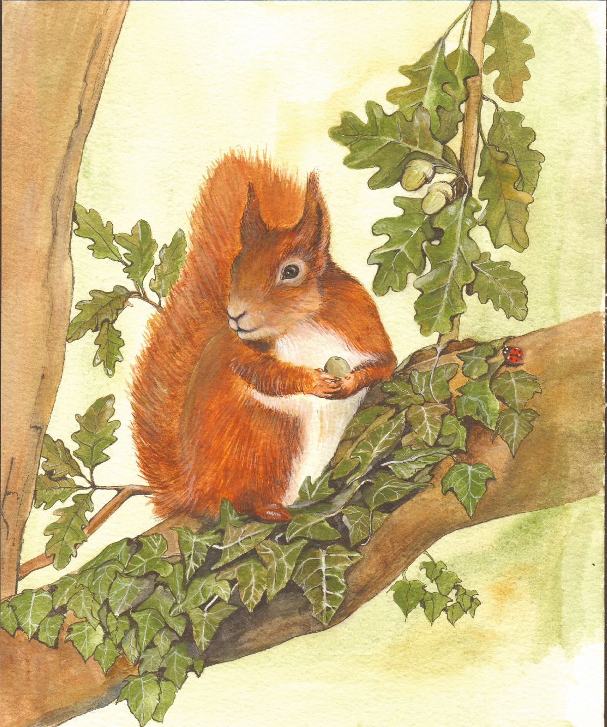 467 RED SQUIRREL