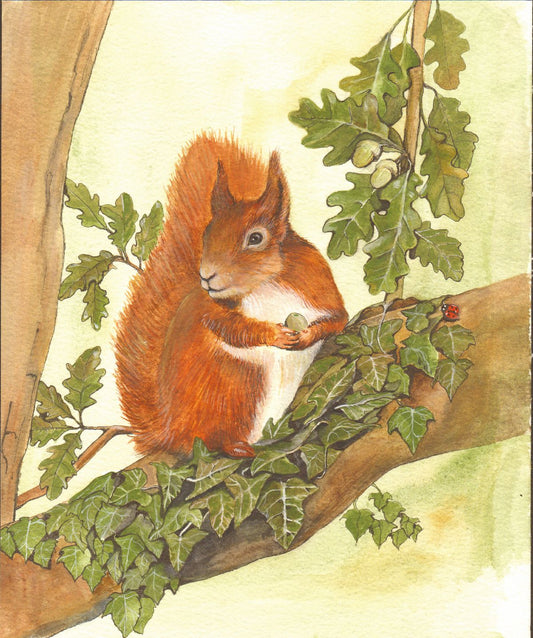 467 RED SQUIRREL