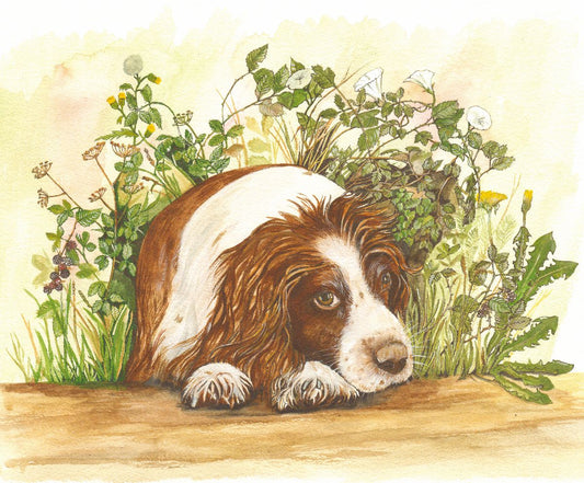 470 SPANIEL