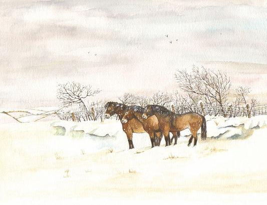 473 EXMOOR PONIES IN SNOW
