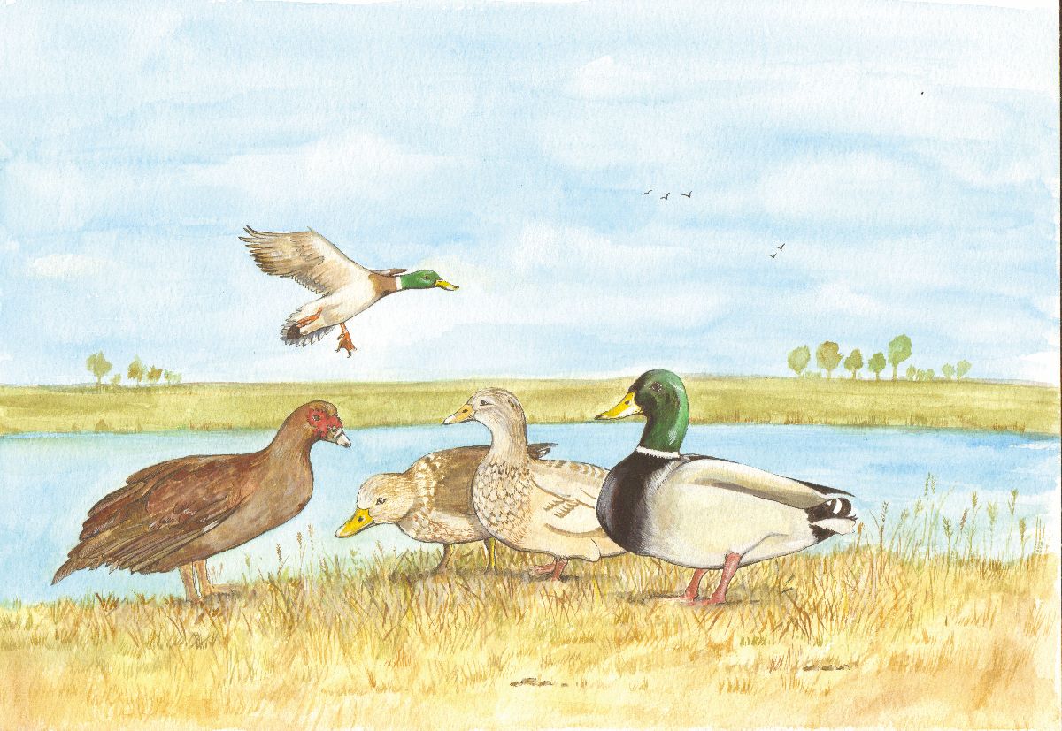 475 DUCKS