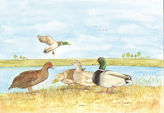 475 DUCKS