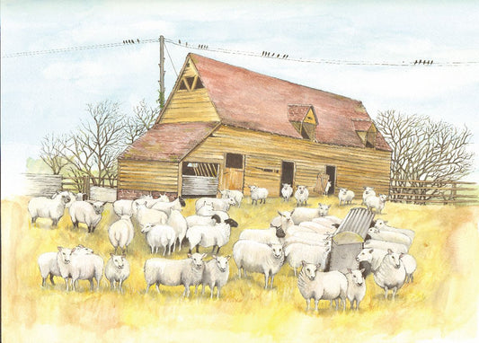 483 SHEEP AT FEEDING TIME