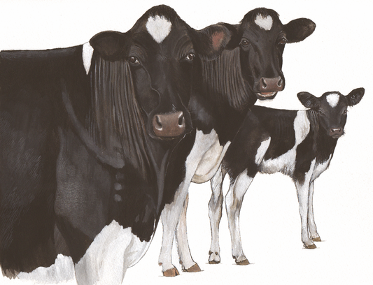 506  Friesian Cows