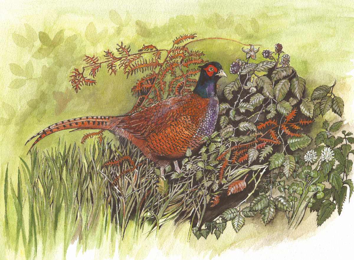 509  Pheasant
