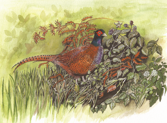 509  Pheasant