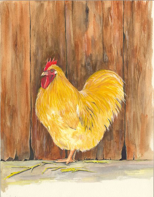 51 Buff Orpington Cockerel