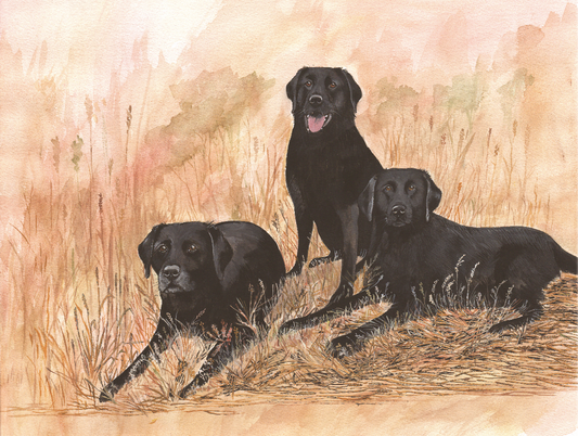510 Three Black Labradors