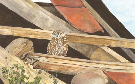 511 Little Owl