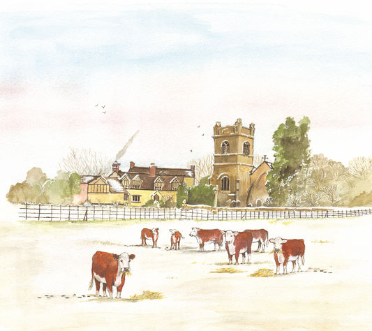 512 Winter Hereford Cows