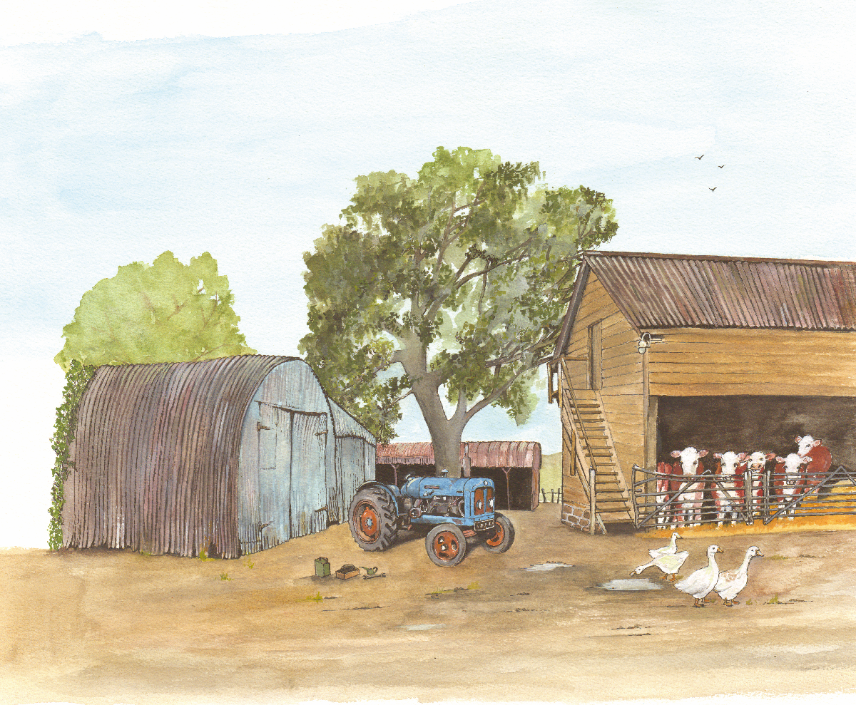 514  Fordson Major and Hereford Cows