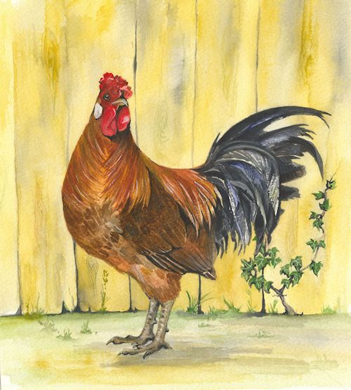 52 Cockerel