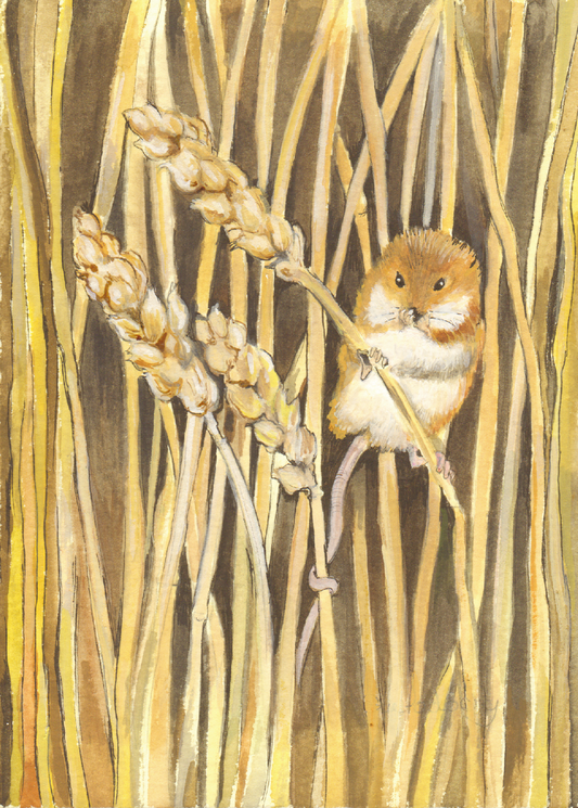 523 - Mouse in Corn