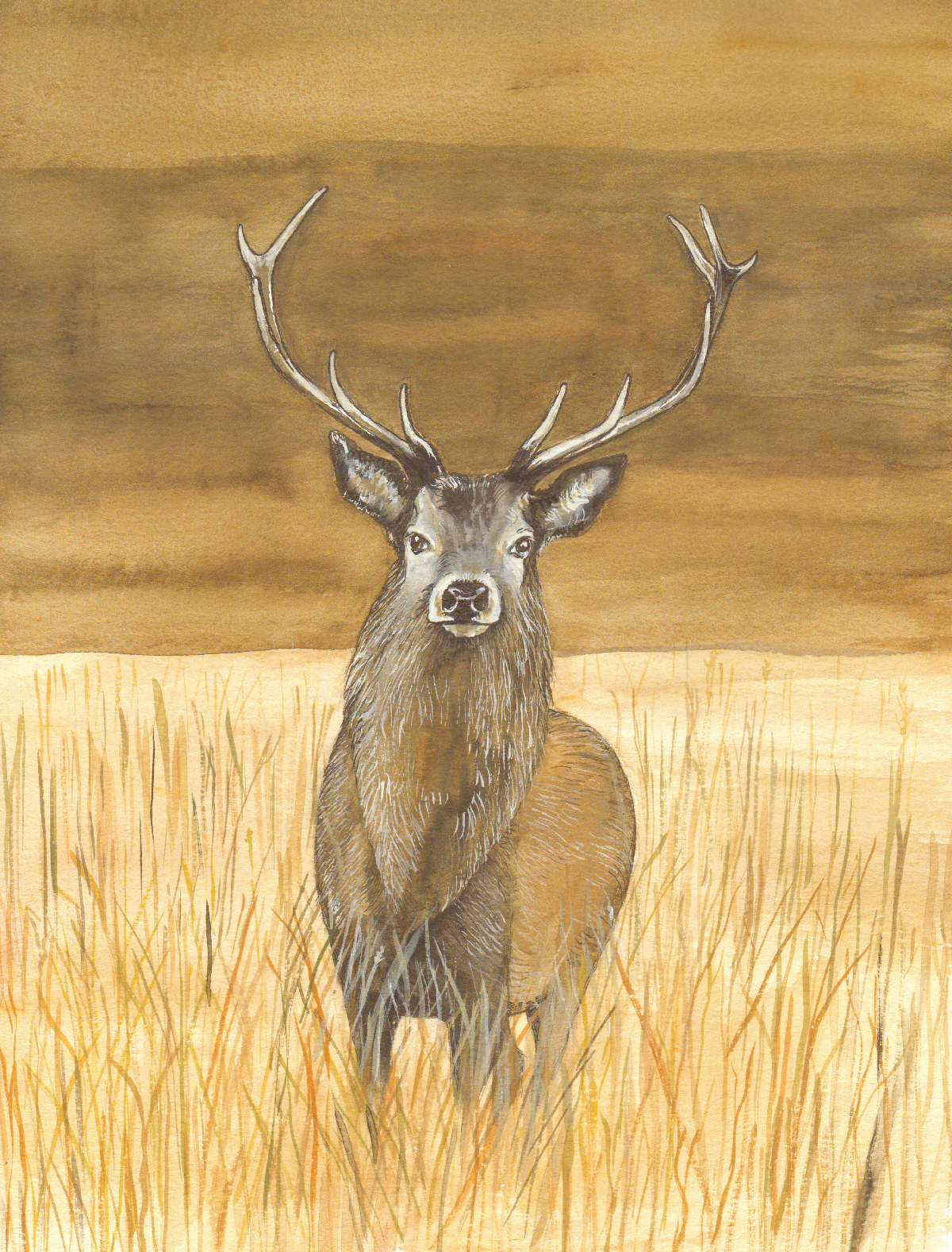 527 - Red Deer Stag