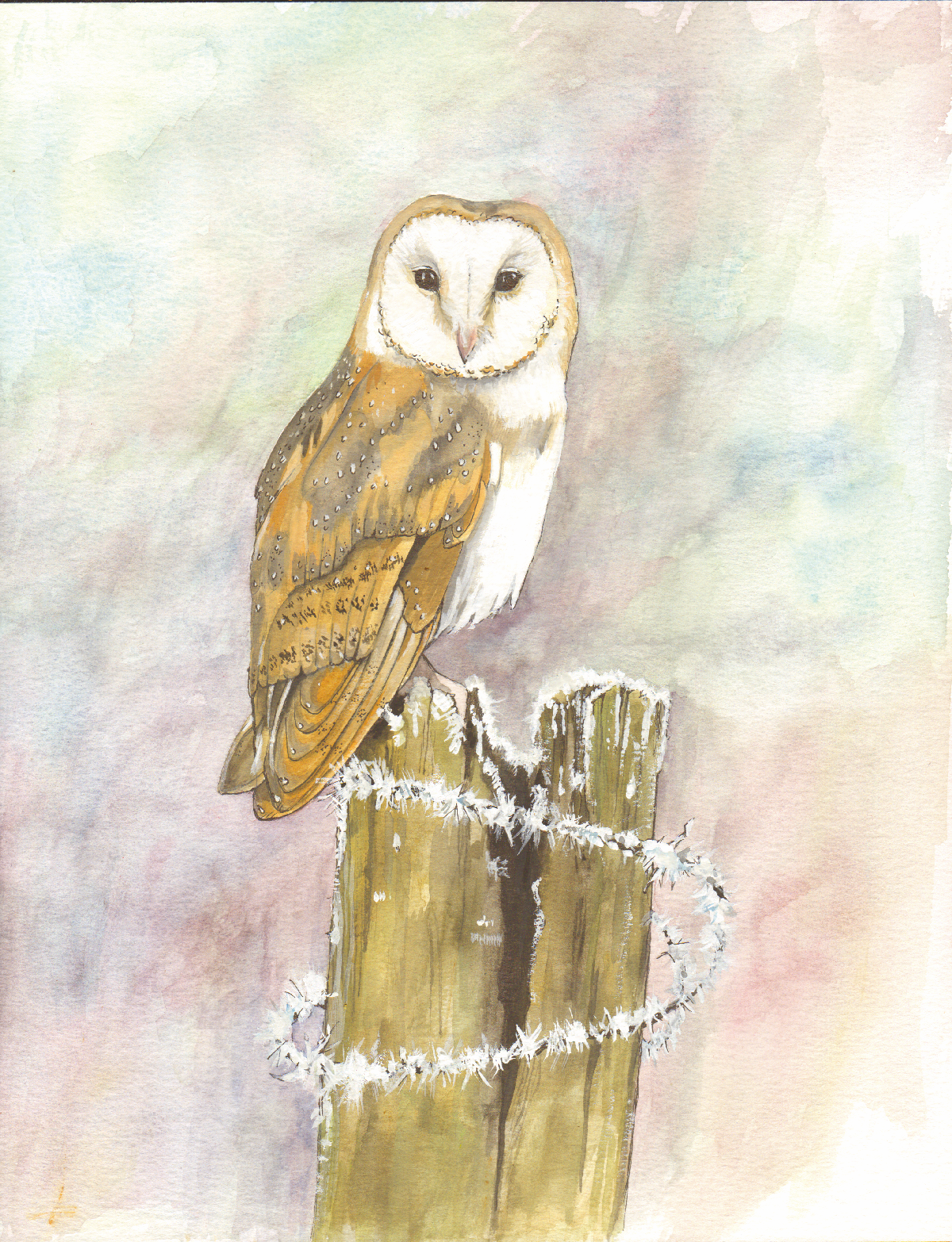 528 - Barn Owl