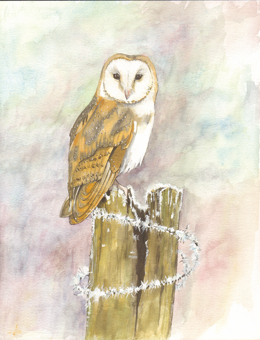 528 - Barn Owl