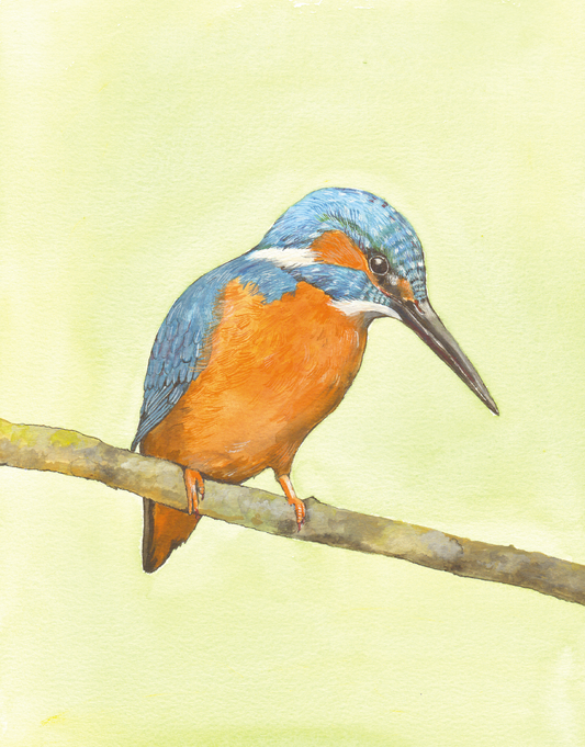 529 - Kingfisher