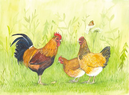 53 Cockerel and 2 Hens