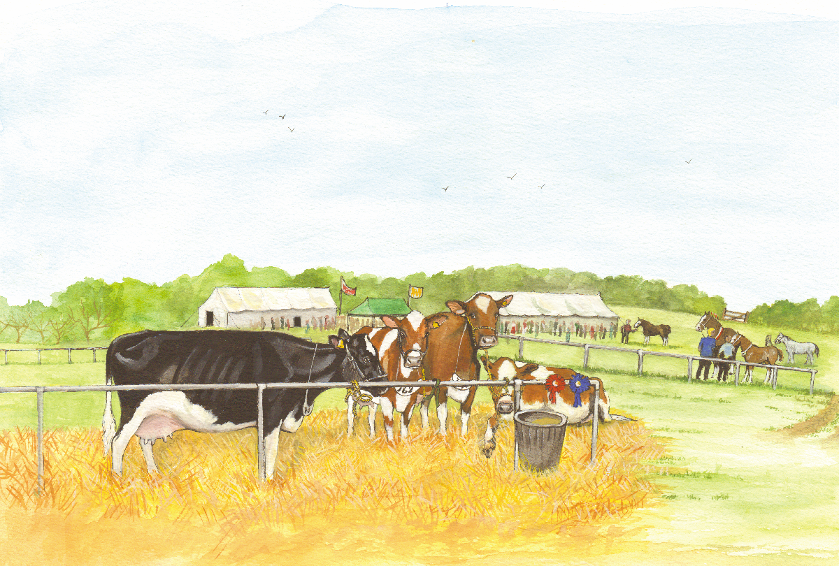 530 - Prize Cattle at County Show