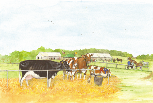 530 - Prize Cattle at County Show