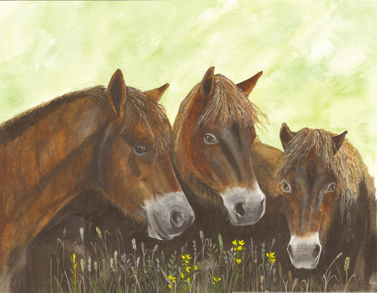 531 - Three Exmoor Ponies