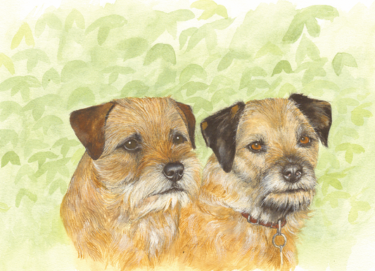 533 - Border Terriers