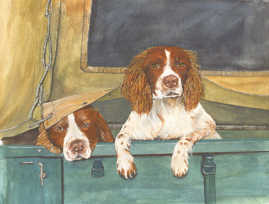 535 - Spaniels in Land Rover