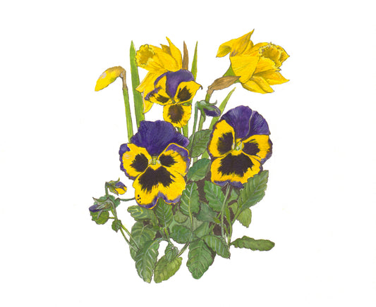 554 Pansies and Daffodils