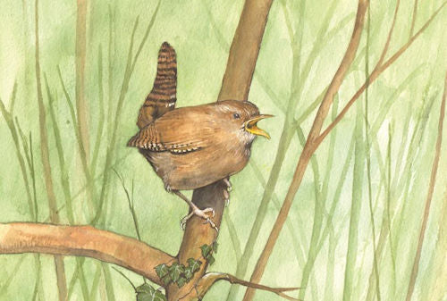 563 Wren