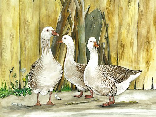 58 Geese in Woodyard