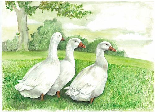 59 Geese in  Field