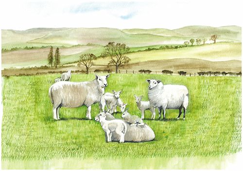 60 Sheep