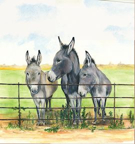 67 3 Donkeys By Fence