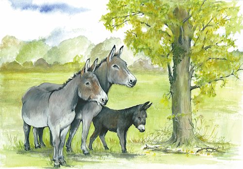 68 Donkeys Under Tree